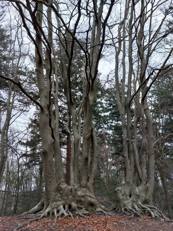 livewood of Dryadwood breathwork medicine erik de bruyn