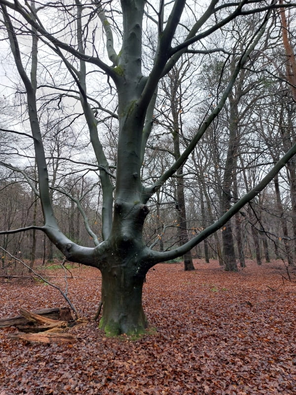 livewood of Dryadwood breathwork medicine erik de bruyn